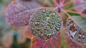 Preview wallpaper plant, leaves, drops, macro, wet