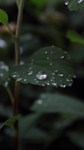 Preview wallpaper plant, leaves, drops, macro, wet, green