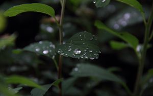 Preview wallpaper plant, leaves, drops, macro, wet, green