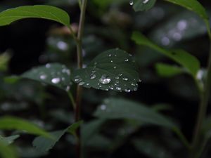 Preview wallpaper plant, leaves, drops, macro, wet, green