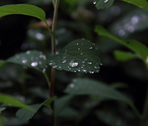 Preview wallpaper plant, leaves, drops, macro, wet, green