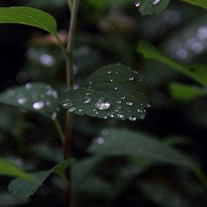 Preview wallpaper plant, leaves, drops, macro, wet, green