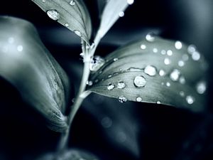 Preview wallpaper plant, leaves, drops, water, macro