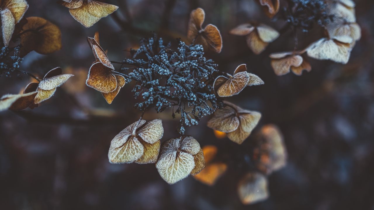 Wallpaper plant, leaves, dry, frost
