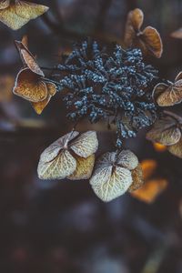 Preview wallpaper plant, leaves, dry, frost