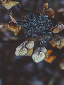 Preview wallpaper plant, leaves, dry, frost