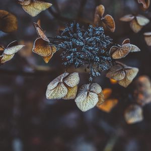 Preview wallpaper plant, leaves, dry, frost