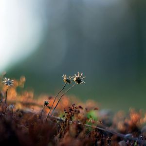 Preview wallpaper plant, leaves, dry