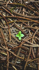 Preview wallpaper plant, leaves, ears, seeds