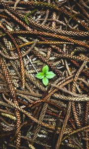Preview wallpaper plant, leaves, ears, seeds