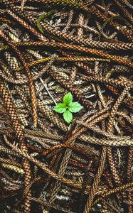 Preview wallpaper plant, leaves, ears, seeds
