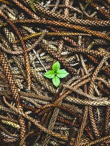 Preview wallpaper plant, leaves, ears, seeds