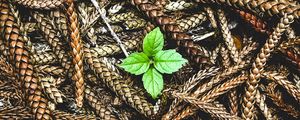 Preview wallpaper plant, leaves, ears, seeds