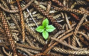 Preview wallpaper plant, leaves, ears, seeds