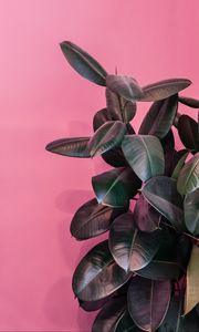 Preview wallpaper plant, leaves, exotic, decorative, dark, glossy