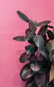 Preview wallpaper plant, leaves, exotic, decorative, dark, glossy