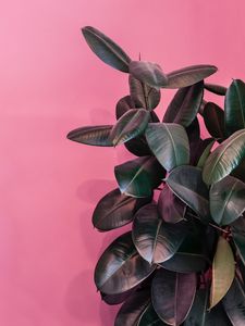 Preview wallpaper plant, leaves, exotic, decorative, dark, glossy