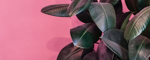 Preview wallpaper plant, leaves, exotic, decorative, dark, glossy