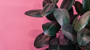 Preview wallpaper plant, leaves, exotic, decorative, dark, glossy