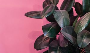 Preview wallpaper plant, leaves, exotic, decorative, dark, glossy