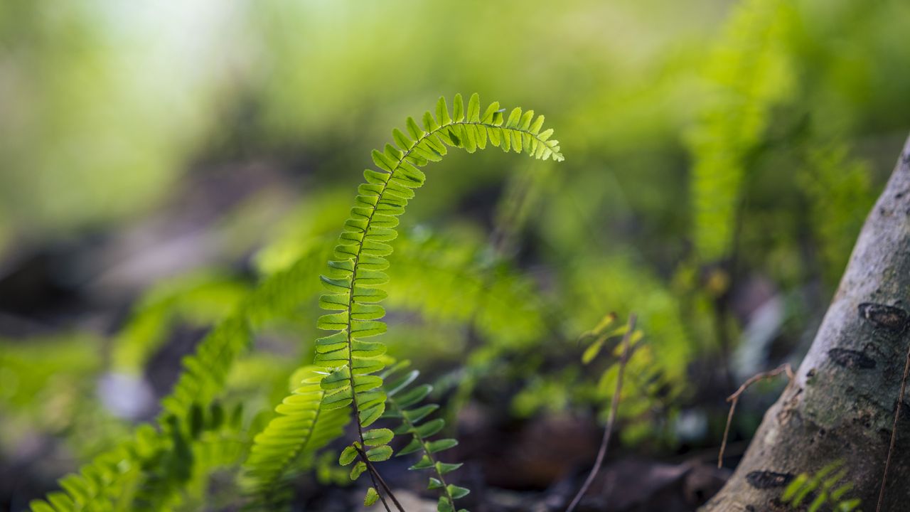 Wallpaper plant, leaves, fern, macro, blur, green