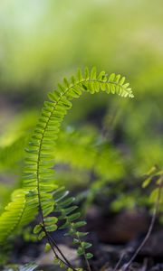 Preview wallpaper plant, leaves, fern, macro, blur, green