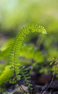 Preview wallpaper plant, leaves, fern, macro, blur, green