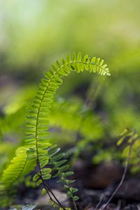 Preview wallpaper plant, leaves, fern, macro, blur, green