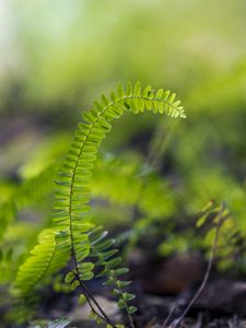 Preview wallpaper plant, leaves, fern, macro, blur, green