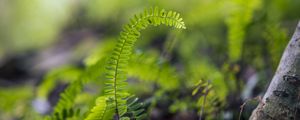 Preview wallpaper plant, leaves, fern, macro, blur, green