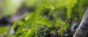 Preview wallpaper plant, leaves, fern, macro, blur, green