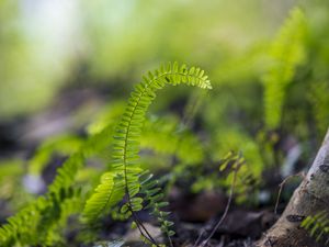 Preview wallpaper plant, leaves, fern, macro, blur, green