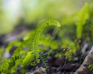 Preview wallpaper plant, leaves, fern, macro, blur, green