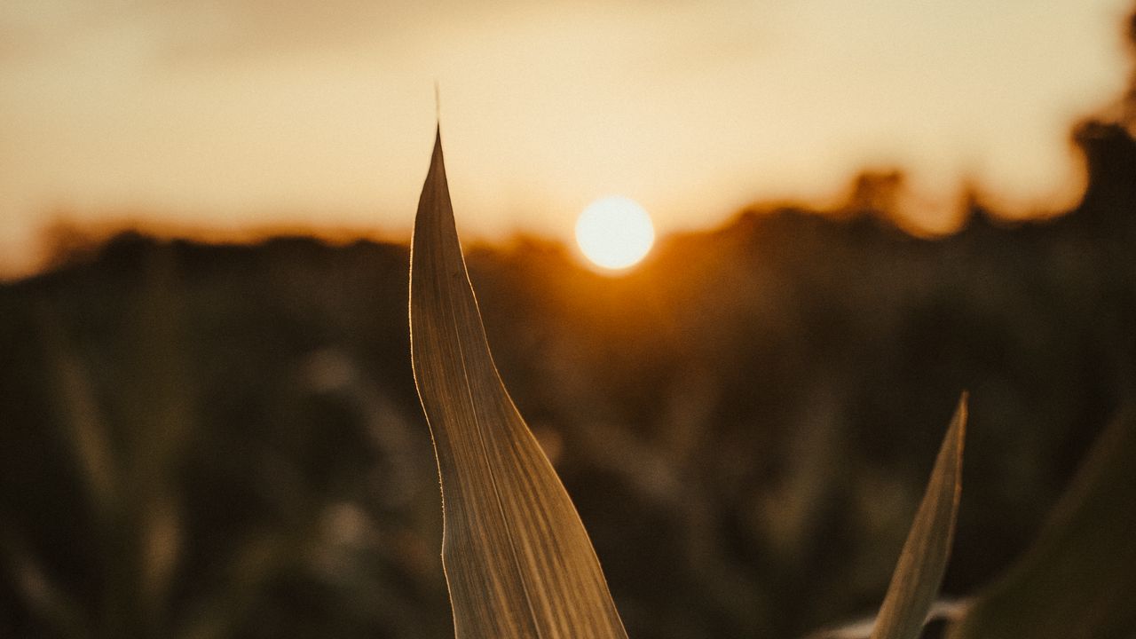 Wallpaper plant, leaves, field, sun, sunset, macro