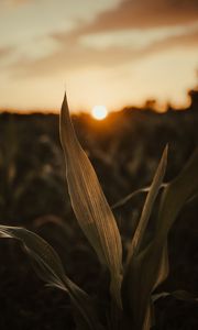 Preview wallpaper plant, leaves, field, sun, sunset, macro