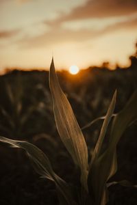 Preview wallpaper plant, leaves, field, sun, sunset, macro