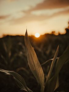 Preview wallpaper plant, leaves, field, sun, sunset, macro