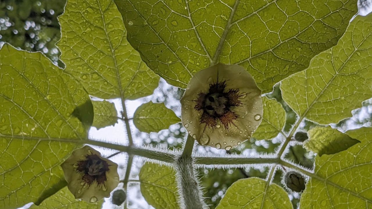 Wallpaper plant, leaves, flower, bottom view