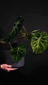 Preview wallpaper plant, leaves, flowerpot, hand, dark
