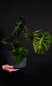 Preview wallpaper plant, leaves, flowerpot, hand, dark