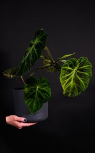 Preview wallpaper plant, leaves, flowerpot, hand, dark