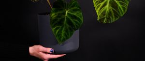 Preview wallpaper plant, leaves, flowerpot, hand, dark