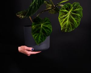 Preview wallpaper plant, leaves, flowerpot, hand, dark