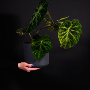 Preview wallpaper plant, leaves, flowerpot, hand, dark