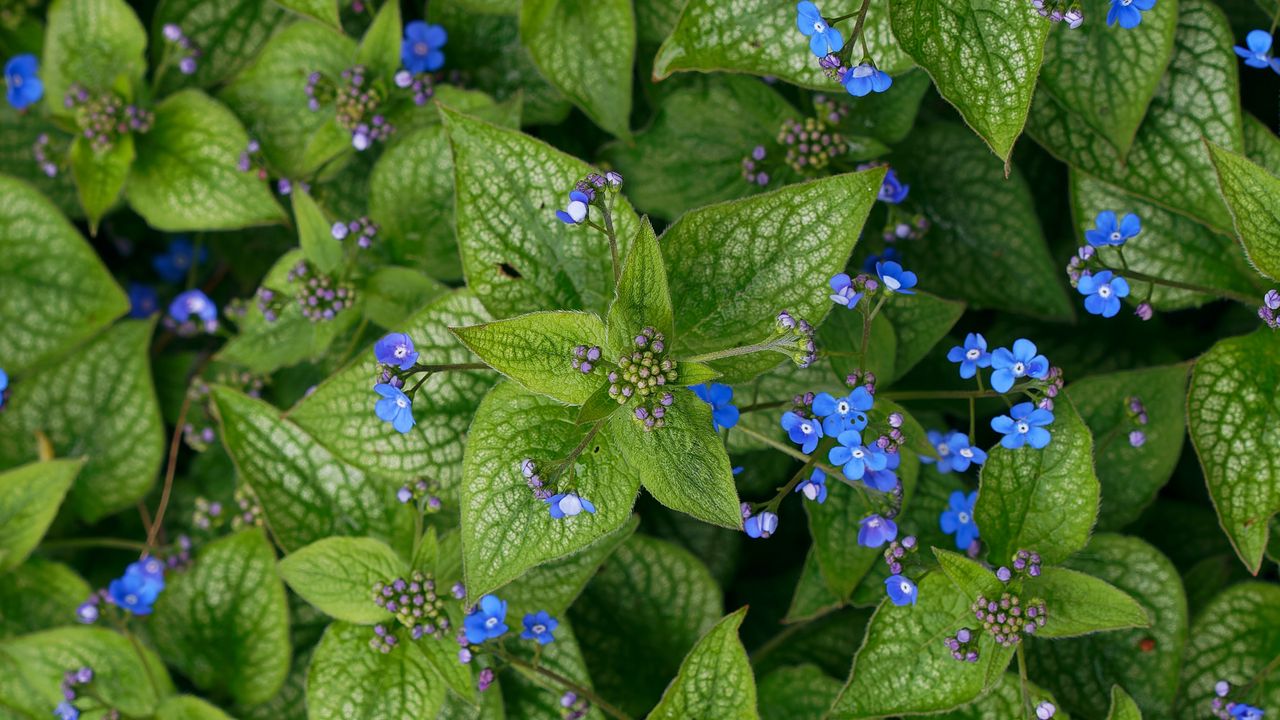 Wallpaper plant, leaves, flowers, macro