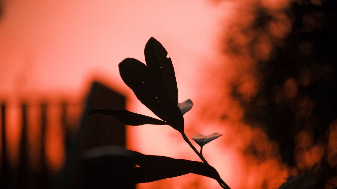 Wallpaper plant, leaves, fog, red