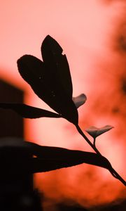 Preview wallpaper plant, leaves, fog, red