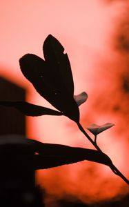 Preview wallpaper plant, leaves, fog, red