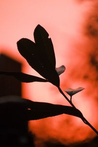 Preview wallpaper plant, leaves, fog, red