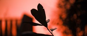 Preview wallpaper plant, leaves, fog, red